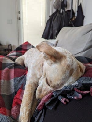 Apollo - original photo