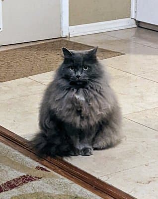 Kiki - original photo