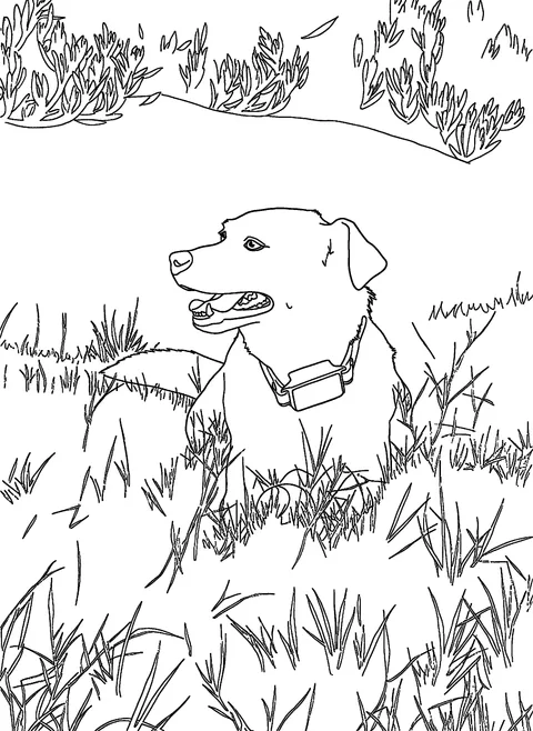 Custom dog coloring drawing made from a photo