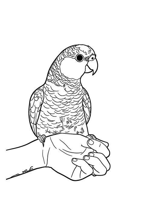 Custom parrot coloring drawing made from a photo, given as a gift