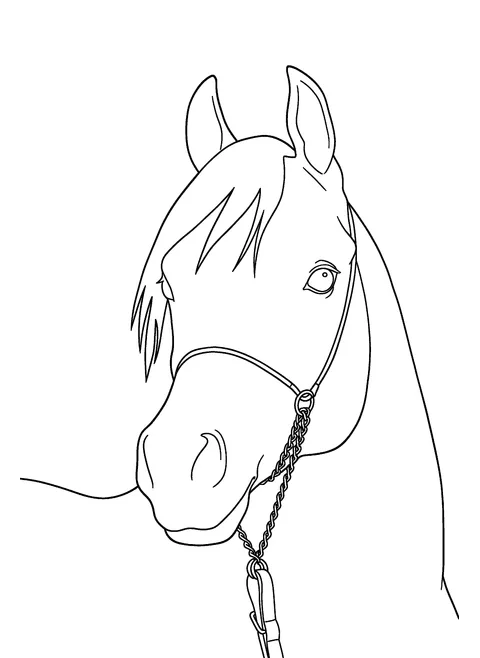 Custom horse coloring drawing made from a photo, given as a gift