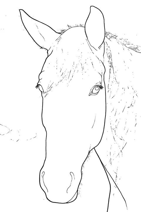 Custom horse coloring drawing made from a photo