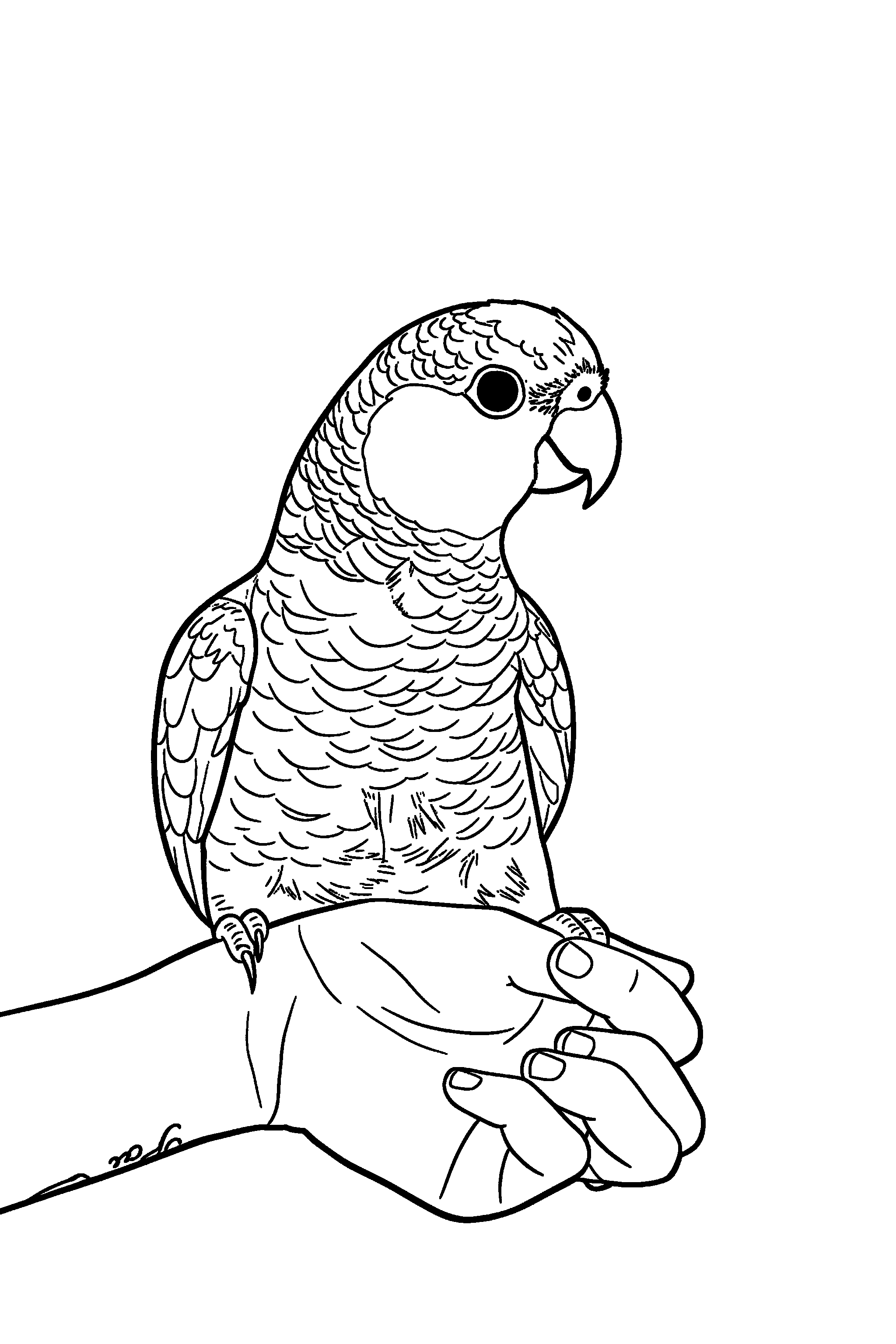 The same Amazon parrot turned into a printable black-and-white coloring page, a bird lover gift made from one photo