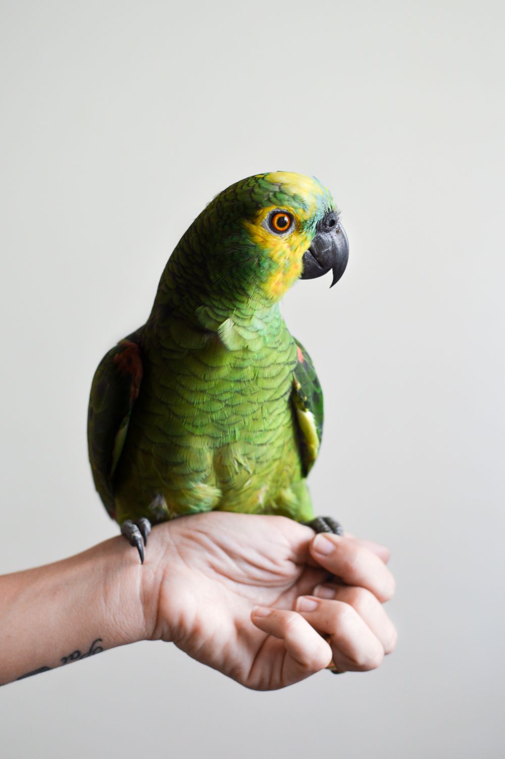 Green Amazon parrot perched on a person's hand, the photo behind one of the most personal gifts for bird lovers