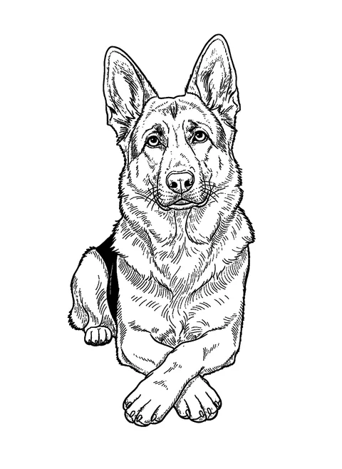 Realistic dog coloring page of a German shepherd lying down with ears up and paws crossed, free printable